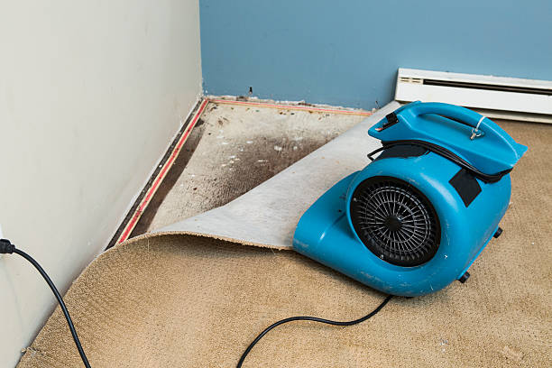 Best Professional water damage repair  in Crab Orchard, WV